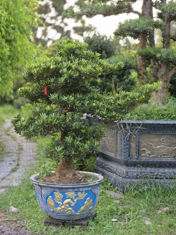 Tùng Đài Loan I-DT-TĐL-001