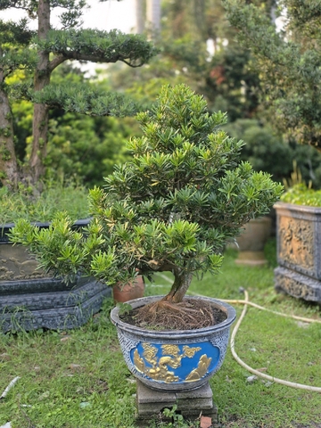 dáng cây vạn niên tùng đẹp