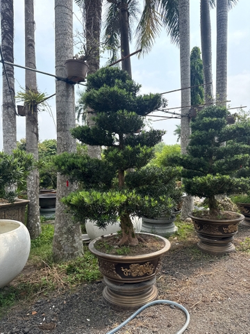 Vạn Niên Tùng G-DT-VNT-001