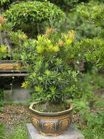 Tùng Đọt Đỏ C-CQ-TungKhac-001