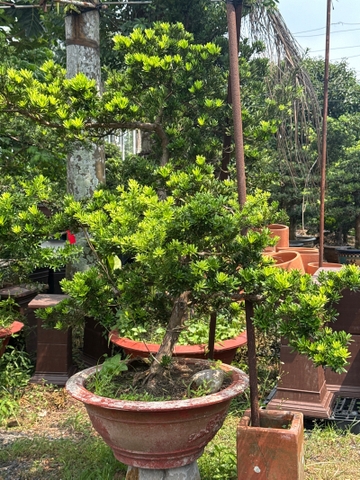 Tùng Kim Cương G-CQ-TKC-002