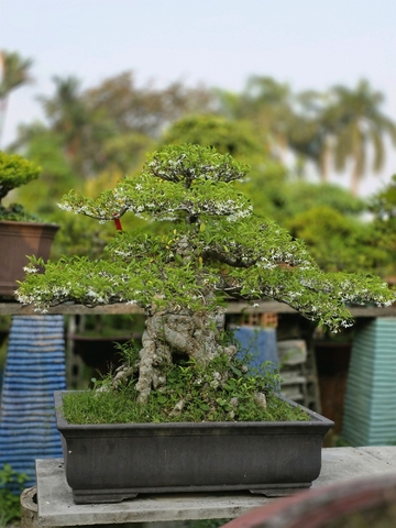 Mai Chiếu Thủy H-K-MCT-001