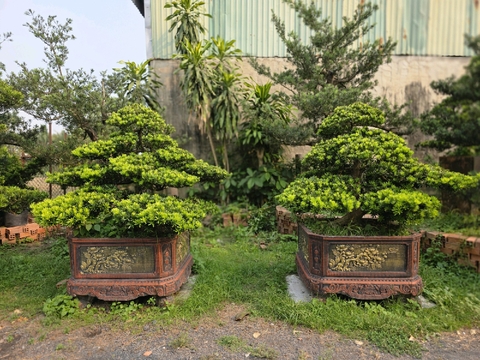 Tùng Kim Cương I-DT-TKC-002