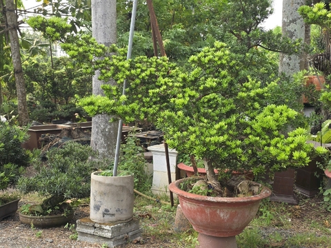 Tùng Kim Cương G-CQ-TKC-003