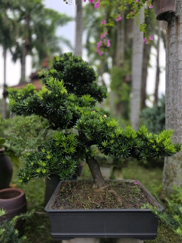 Tùng Đài Loan A-CQ-TĐL-001