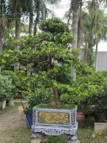 Tùng Đài Loan A-CQ-TĐL-004