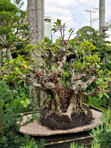 Gừa A-K-CayKhac-001