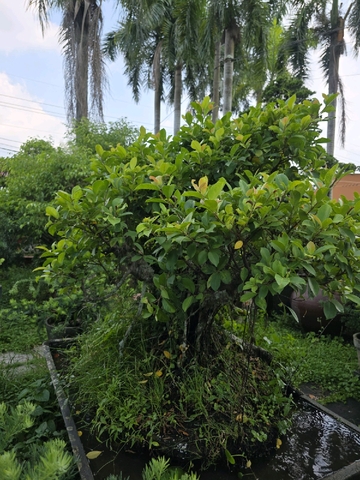 Gừa A-K-CayKhac-001