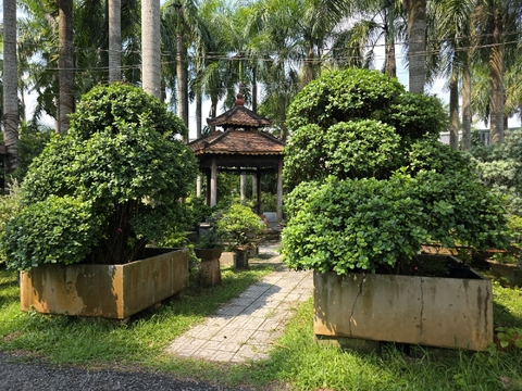 cách tưới cây vạn niên tùng