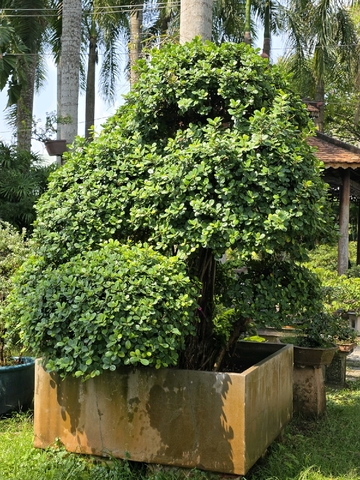 Da Nhật A-K-DN-002