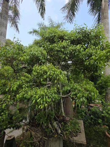 Sanh A-K-Sa-002