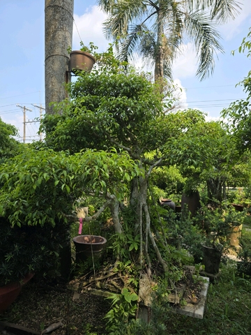 Sanh A-K-Sa-003