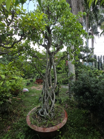 ý nghĩa tùng la hán phong thủy