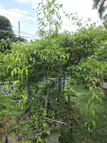 ý nghĩa tùng la hán phong thủy