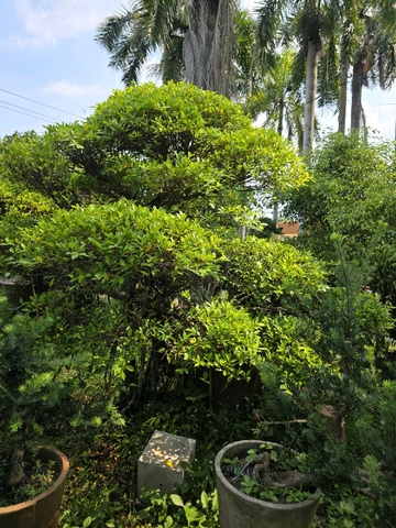 Si A-K-Si-002