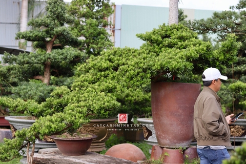 Tùng Đài Loan B-BS-TĐL-003
