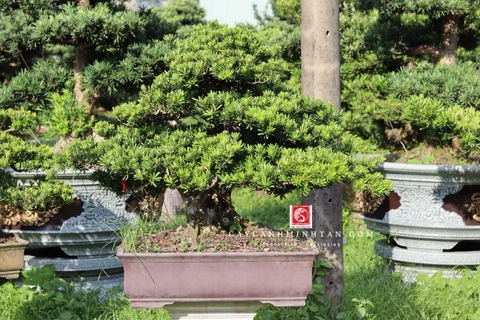 Tùng Kim Cương B-BS-TKC-001