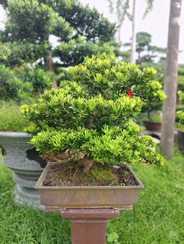 Tùng Kim Cương B-BS-TKC-002