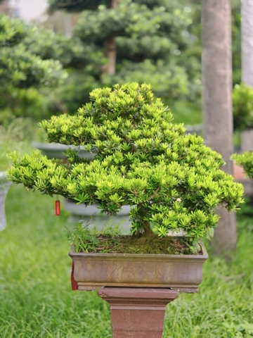 Tùng Kim Cương B-BS-TKC-003