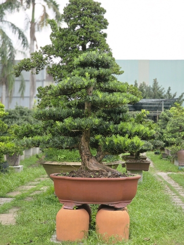 Vạn Niên Tùng B-BS-VNT-001