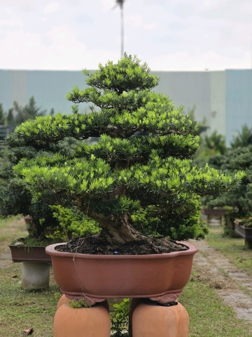 Vạn Niên Tùng B-BS-VNT-002