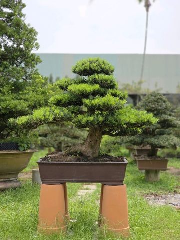 Vạn Niên Tùng B-BS-VNT-003