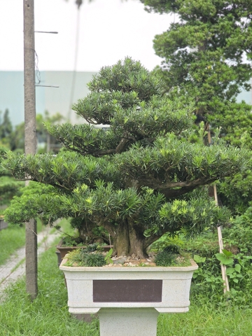 Vạn Niên Tùng B-BS-VNT-005