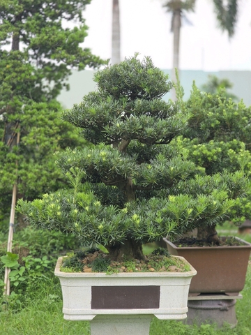 Vạn Niên Tùng B-BS-VNT-006