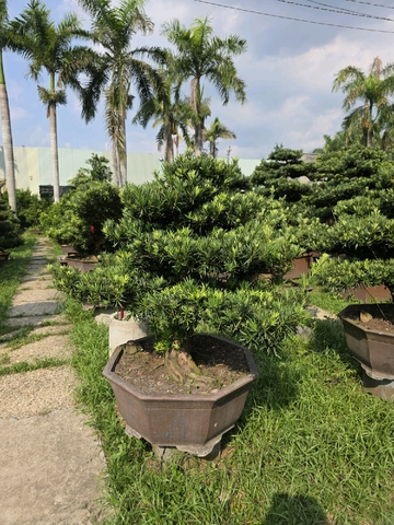 Vạn Niên Tùng B-BS-VNT-007