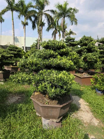 Vạn Niên Tùng B-BS-VNT-008