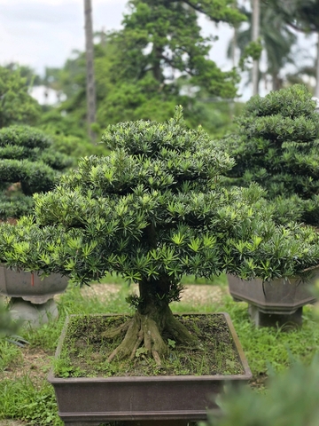 Vạn Niên Tùng B-BS-VNT-010
