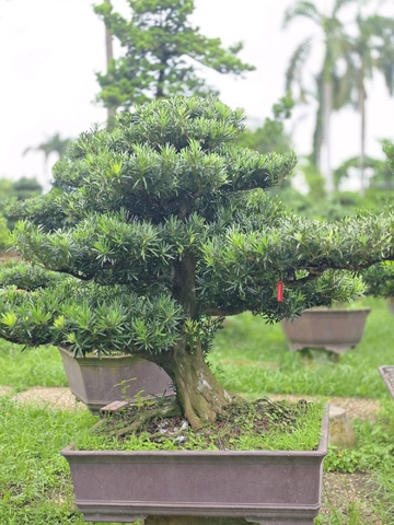 Vạn Niên Tùng B-BS-VNT-011