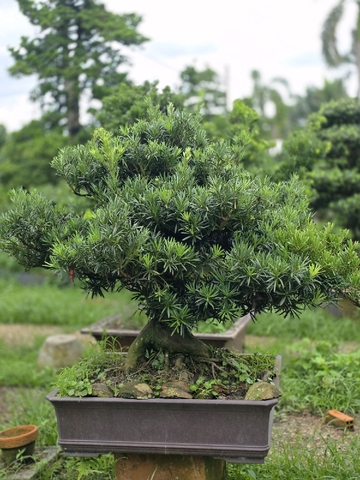 thiết kế sân vườn tùng la hán