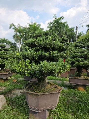 Vạn Niên Tùng B-BS-VNT-013