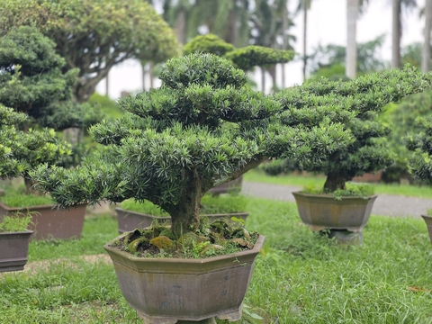 Vạn Niên Tùng B-BS-VNT-014