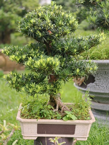 Vạn Niên Tùng B-BS-VNT-015