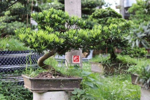 Tùng Đài Loan B-BS-TĐL-001