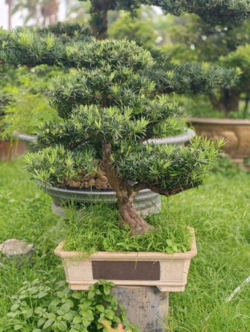 Vạn Niên Tùng B-BS-VNT-016