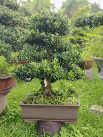 Vạn Niên Tùng B-BS-VNT-017
