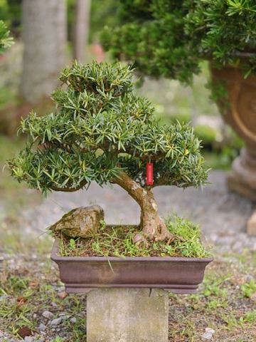 Vạn Niên Tùng B-BS-VNT-018