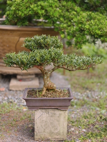 Vạn Niên Tùng B-BS-VNT-019