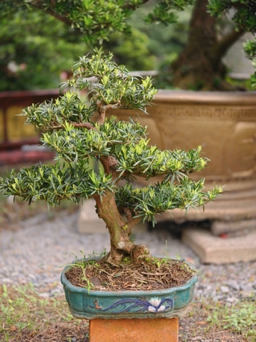 Vạn Niên Tùng B-BS-VNT-020