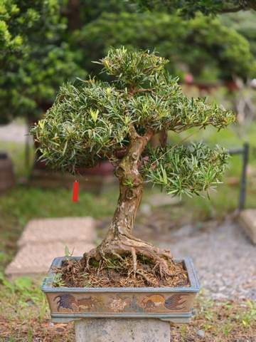 Vạn Niên Tùng B-BS-VNT-021
