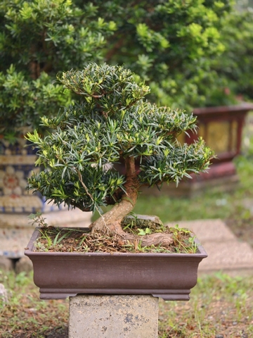 Vạn Niên Tùng B-BS-VNT-022