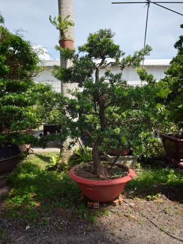 Tùng Đài Loan B-CQ-TĐL-002