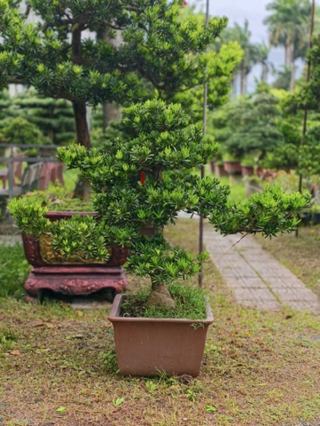 Tùng Đài Loan B-DT-TĐL-001