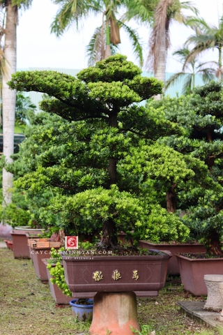Tùng Kim Cương B-DT-TKC-001