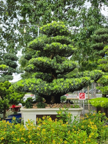 BSL02 - Vạn Niên Tùng Bonsai