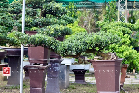 BST15 - Vạn Niên Tùng Bonsai