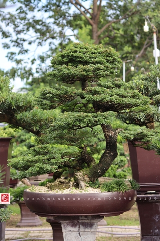 BST22 - Cần Thăng Bonsai